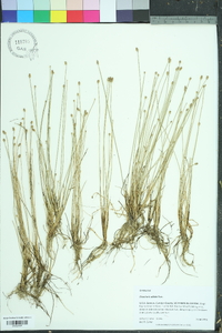 Eleocharis albida image