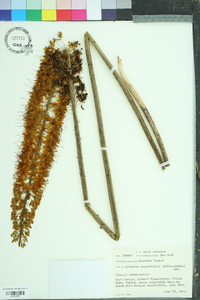 Eremurus stenophyllus image