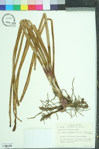 Eremurus stenophyllus image
