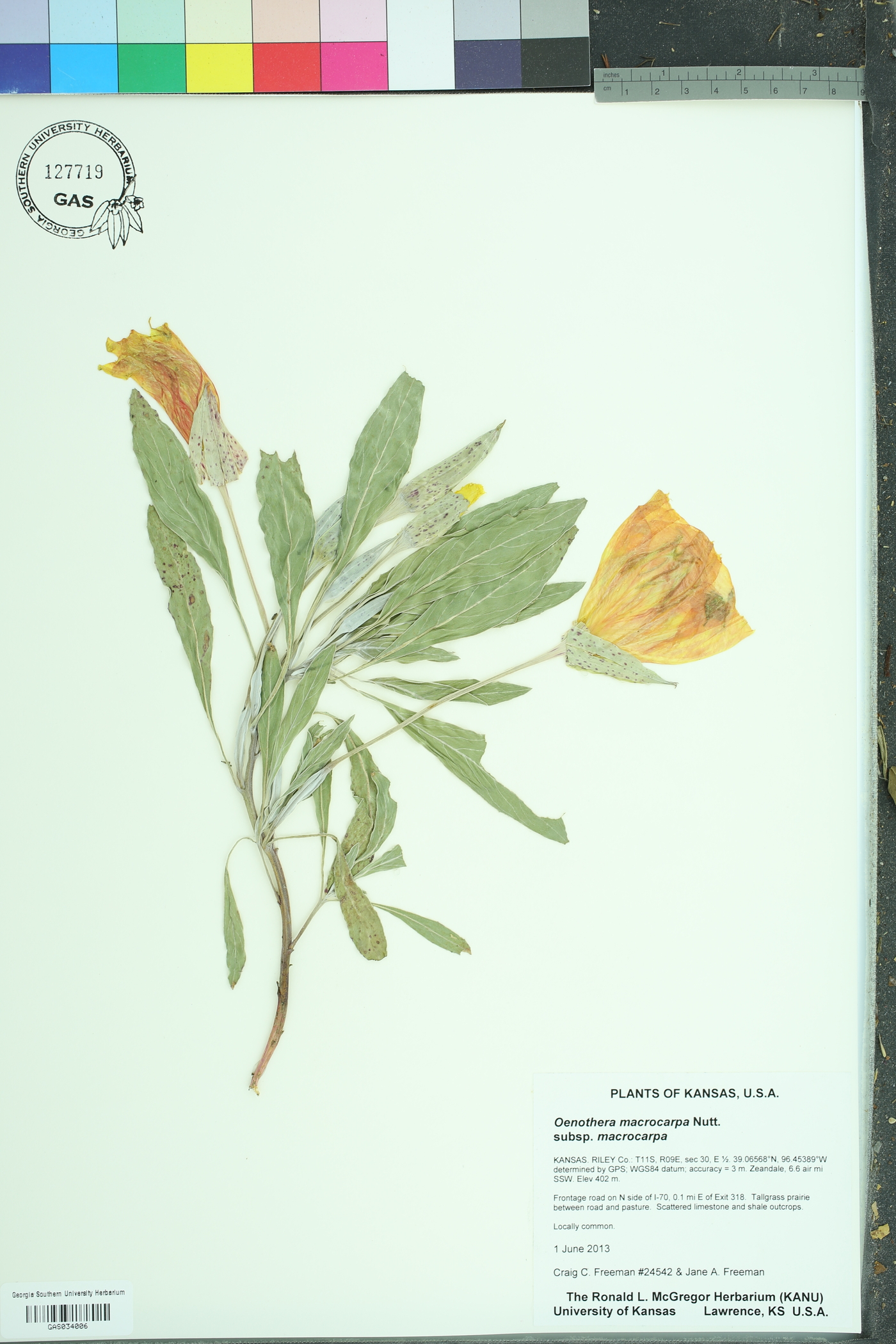 Oenothera macrocarpa macrocarpa image