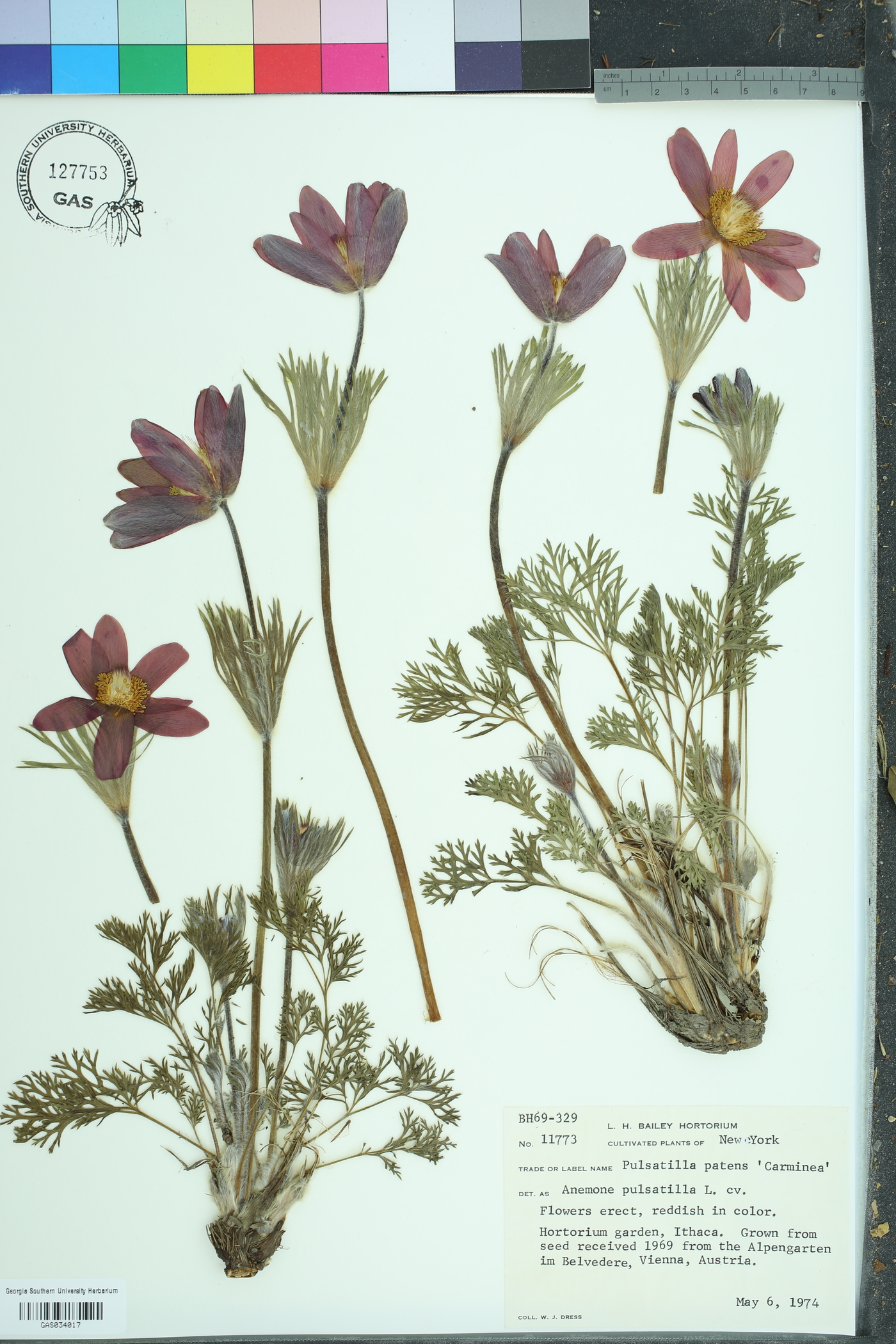 Pulsatilla vulgaris image