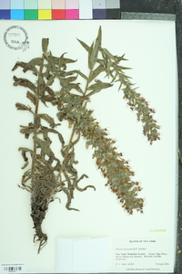 Echium maculatum image