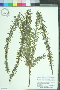 Lespedeza cuneata image