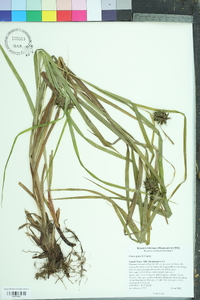 Carex grayi image