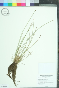 Eleocharis engelmannii image