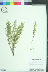 Hybanthus verticillatus image