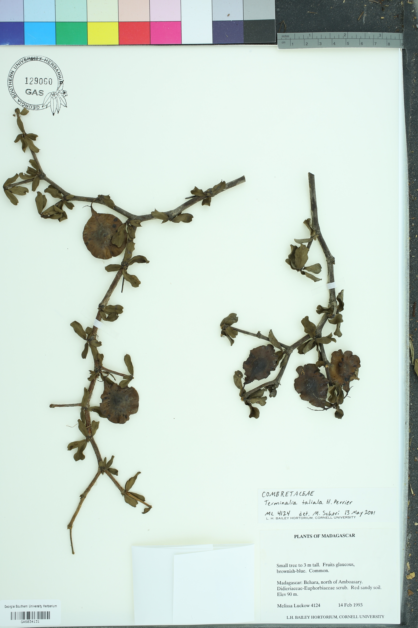 Terminalia neotaliala image
