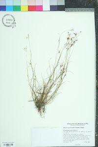 Rhynchospora rariflora image