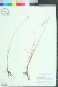 Rhynchospora colorata image