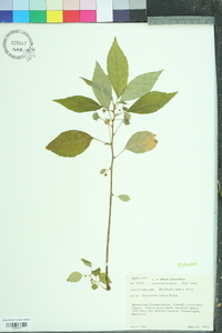 Image of Dorstenia indica