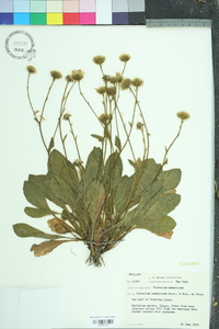 Image of Hieracium bombycinum