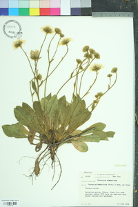 Hieracium bombycinum image