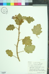Image of Solanum campanulatum