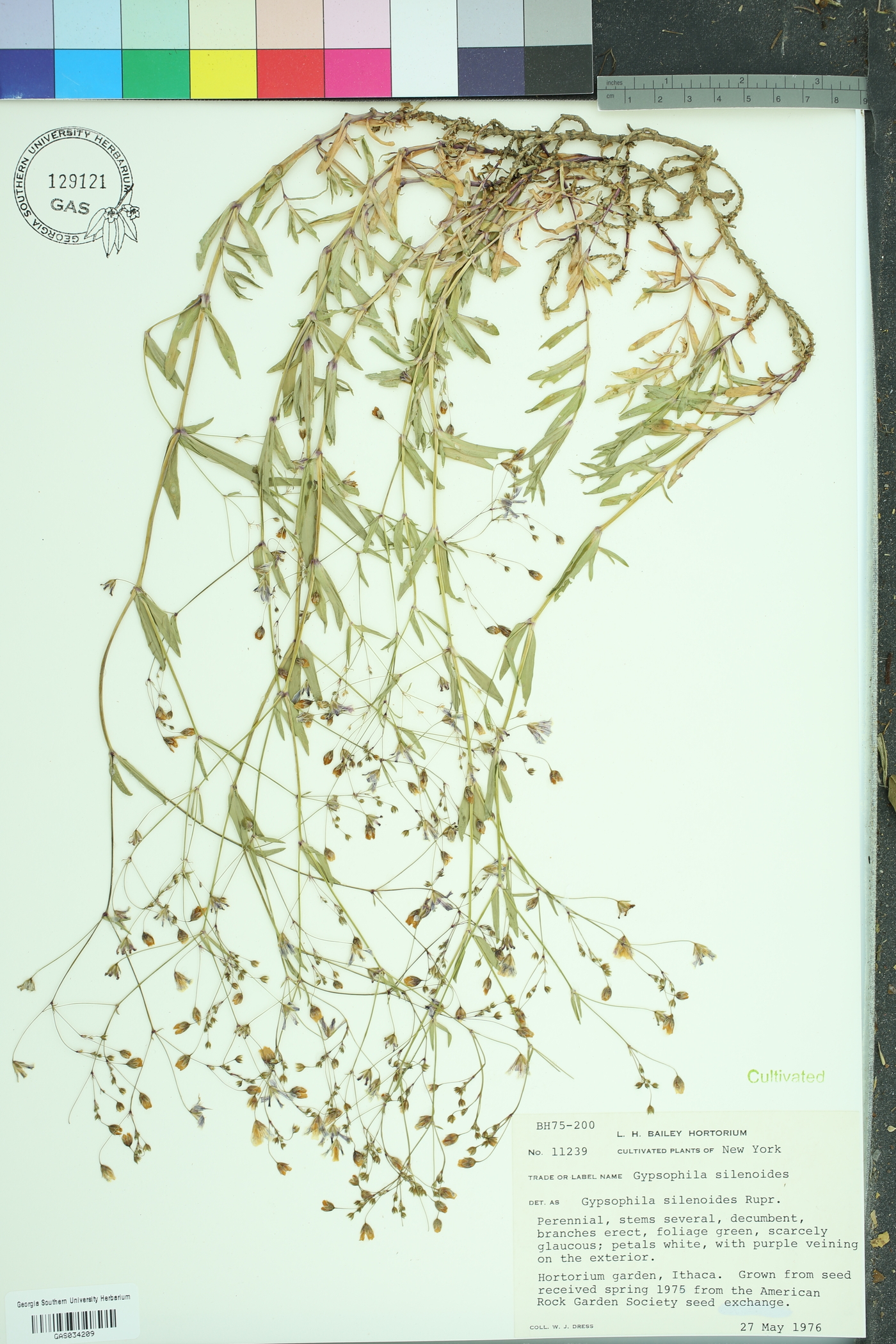 Gypsophila silenoides image