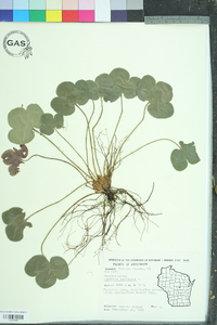 Hepatica nobilis image