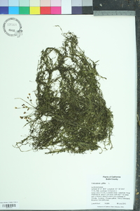 Utricularia gibba image