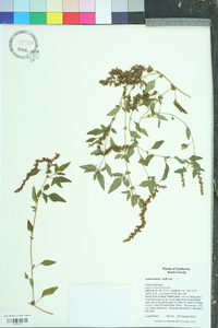 Amaranthus deflexus image