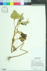 Cuscuta pentagona image