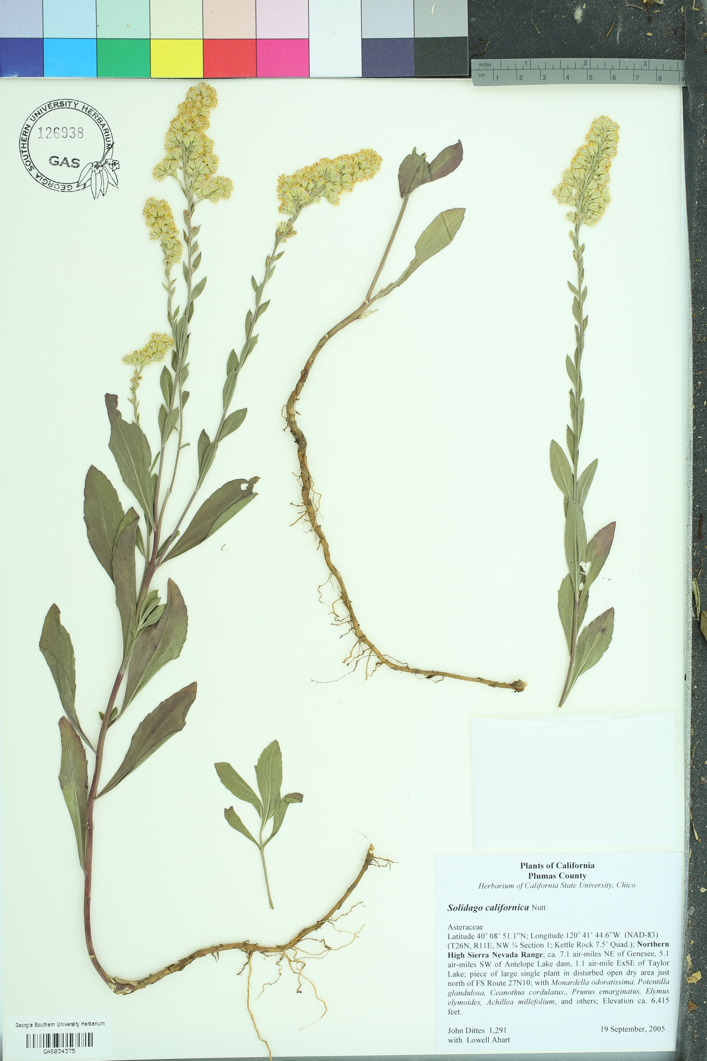 Solidago californica image