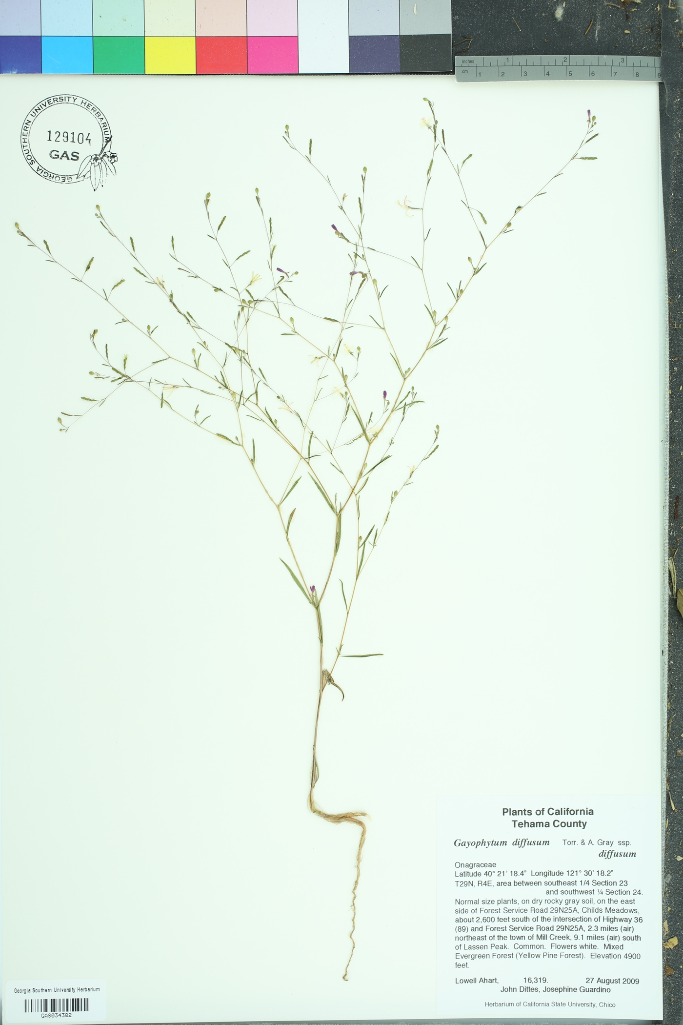 Gayophytum diffusum diffusum image