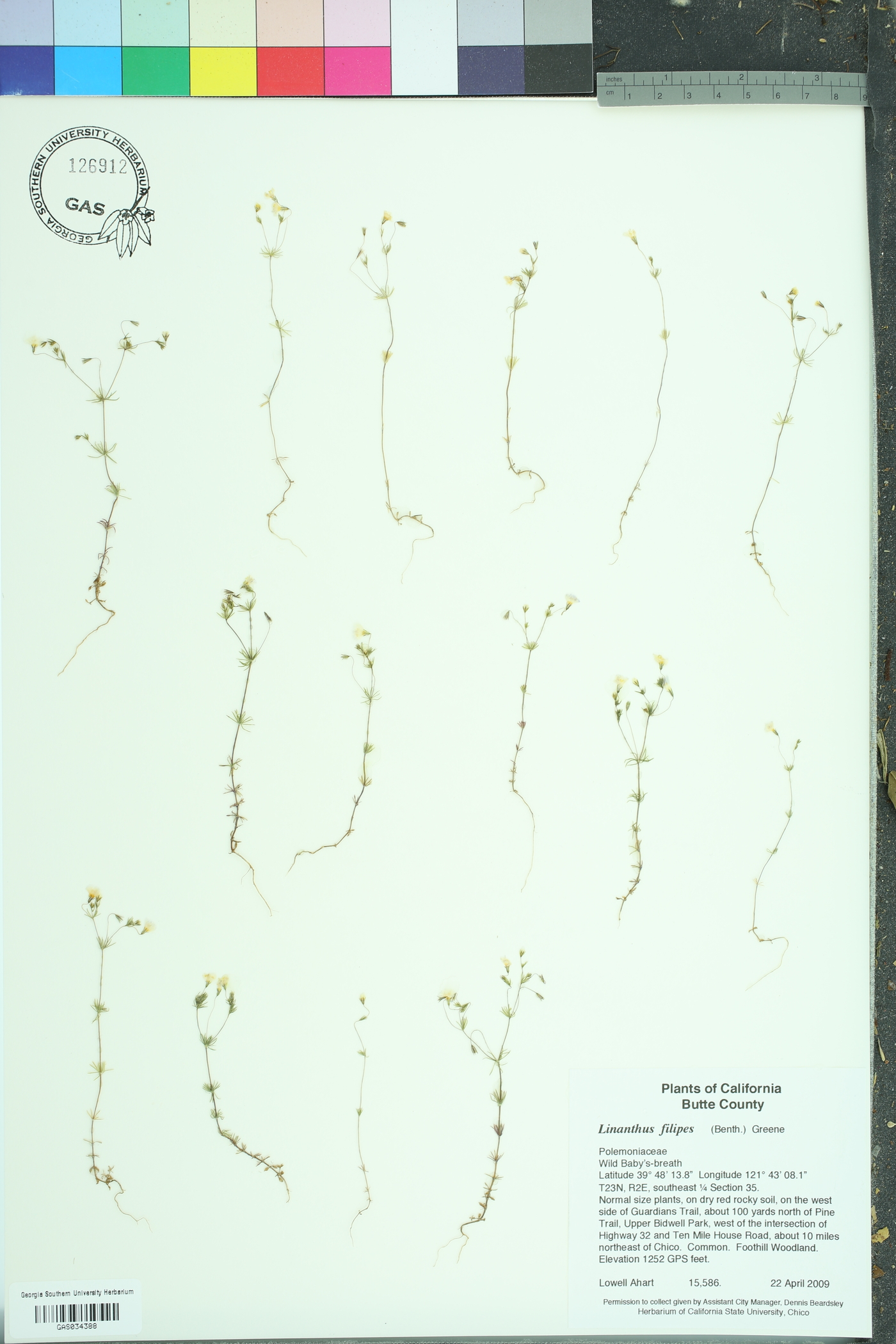 Linanthus filipes image