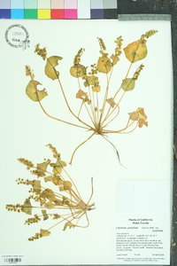 Claytonia perfoliata image