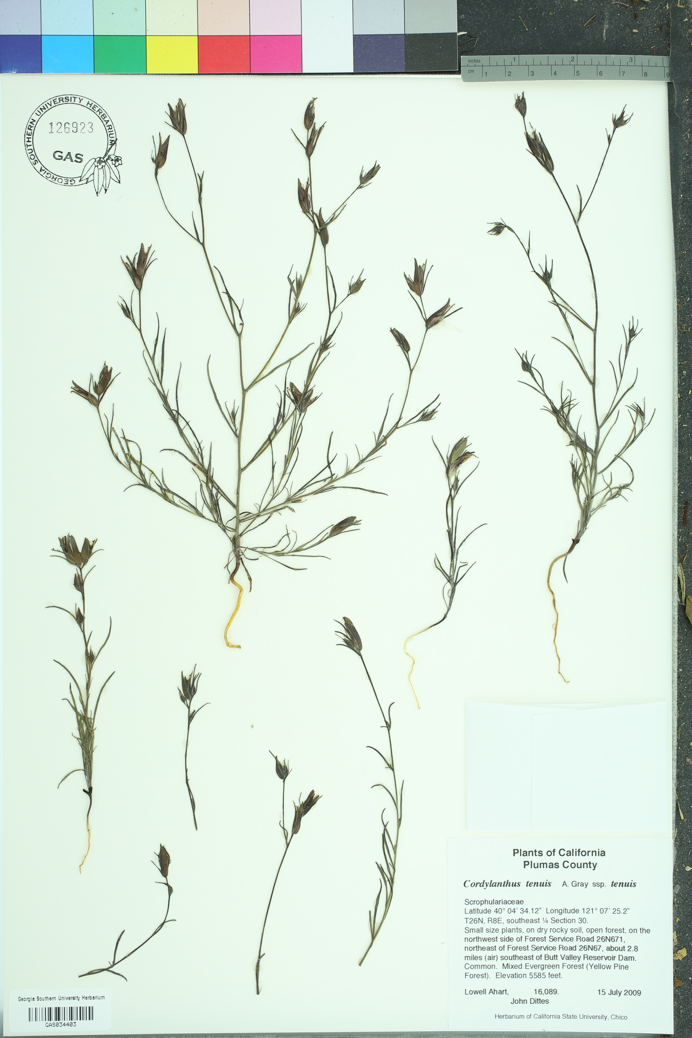 Cordylanthus tenuis tenuis image