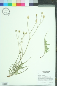 Crepis acuminata image