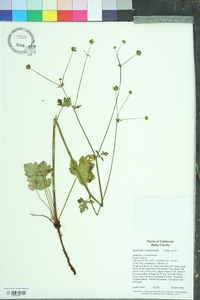 Sanicula crassicaulis image