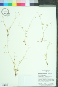 Ranunculus hebecarpus image