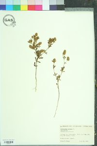 Trifolium arvense image