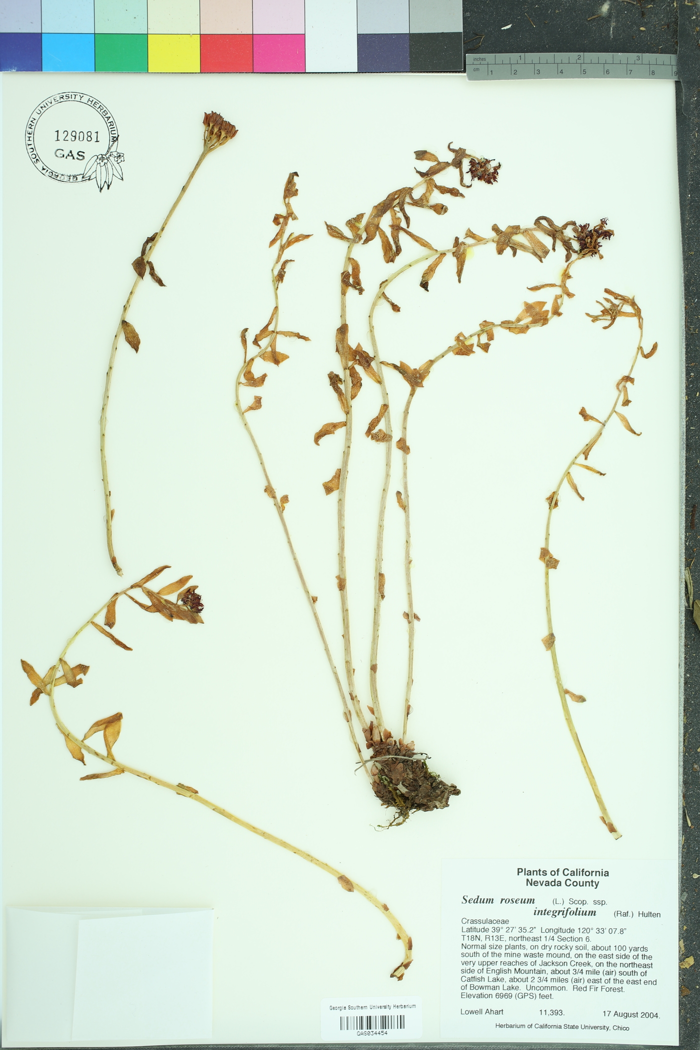 Rhodiola integrifolia integrifolia image