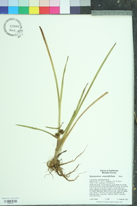 Sparganium angustifolium image