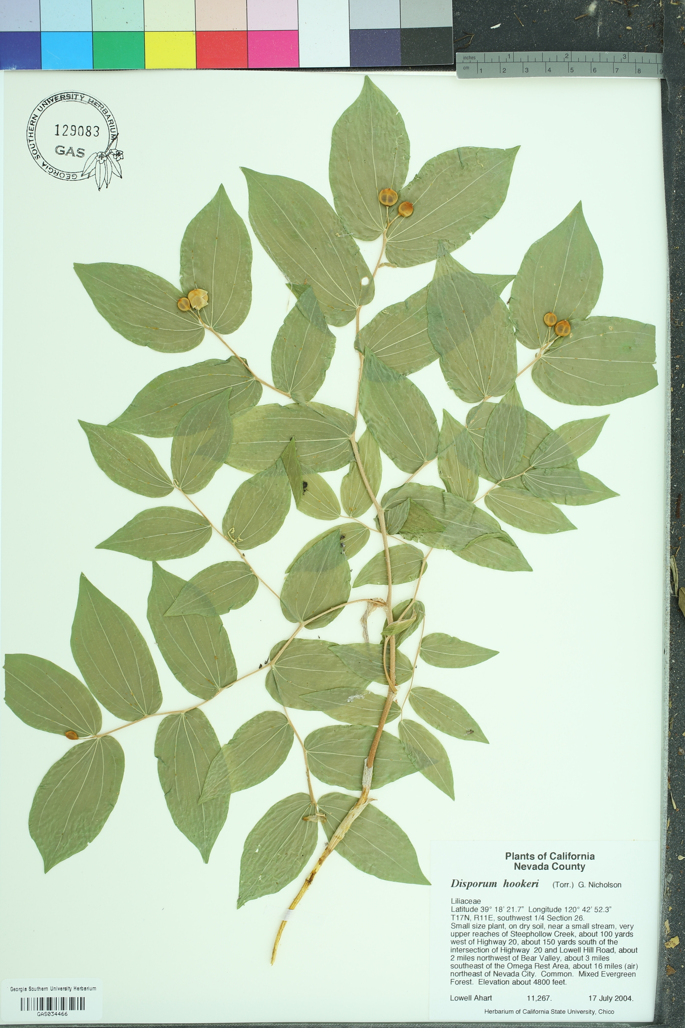 Prosartes hookeri var. hookeri image