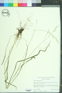 Festuca subverticillata image