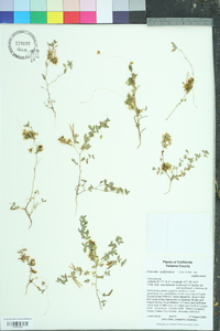 Cuscuta californica image