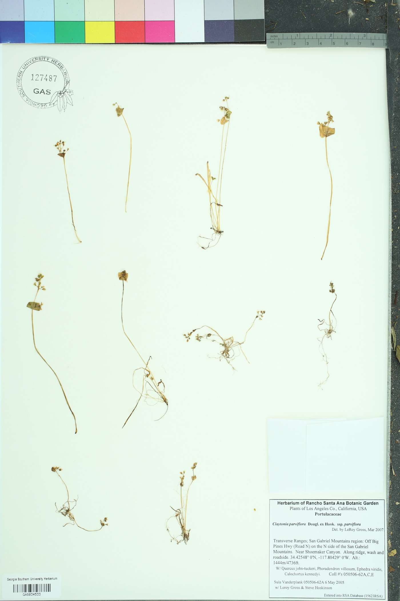 Claytonia parviflora parviflora image