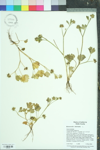 Ranunculus muricatus image