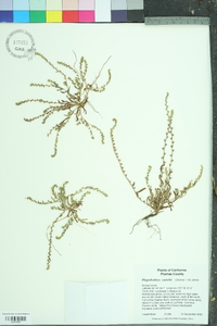 Plagiobothrys scouleri image