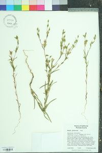 Madia glomerata image