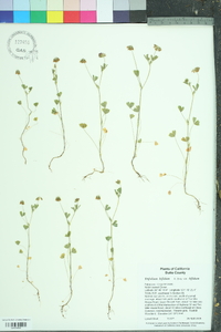 Trifolium bifidum image