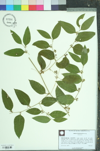 Smilax smallii image