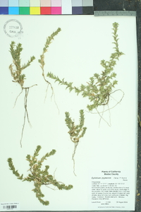 Epilobium pygmaeum image