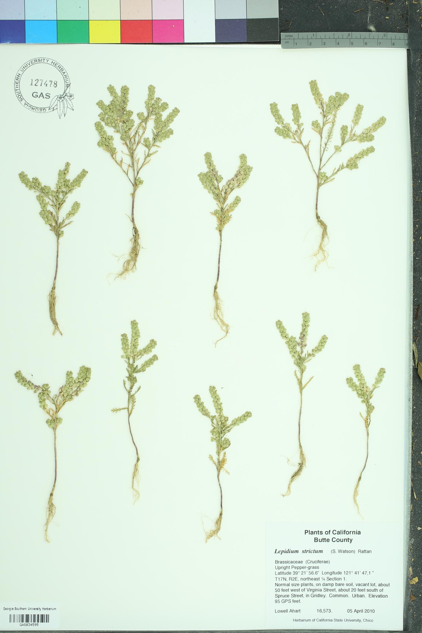 Lepidium strictum image