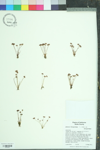 Juncus leiospermus image