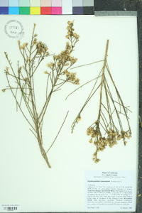 Lepidospartum squamatum image