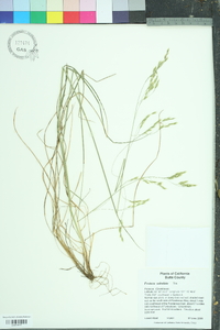 Festuca subulata image