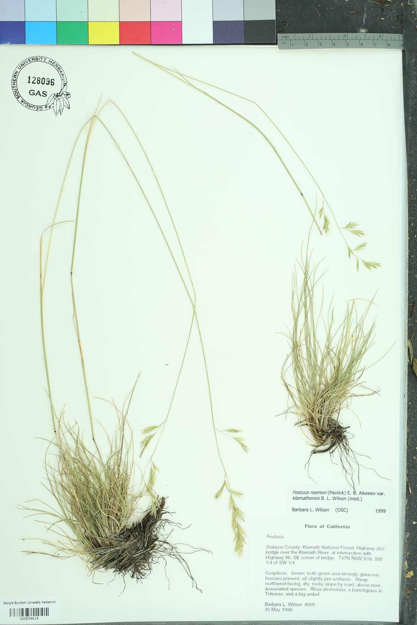 Festuca roemeri image