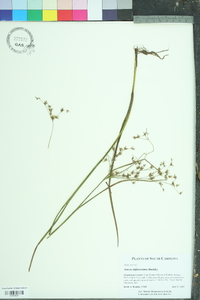 Juncus diffusissimus image