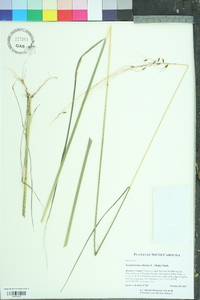 Sorghastrum elliottii image